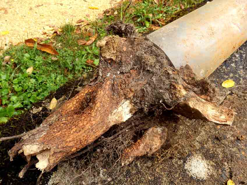 trenchless pipe lining service tree roots