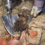 tree roots in sewer line