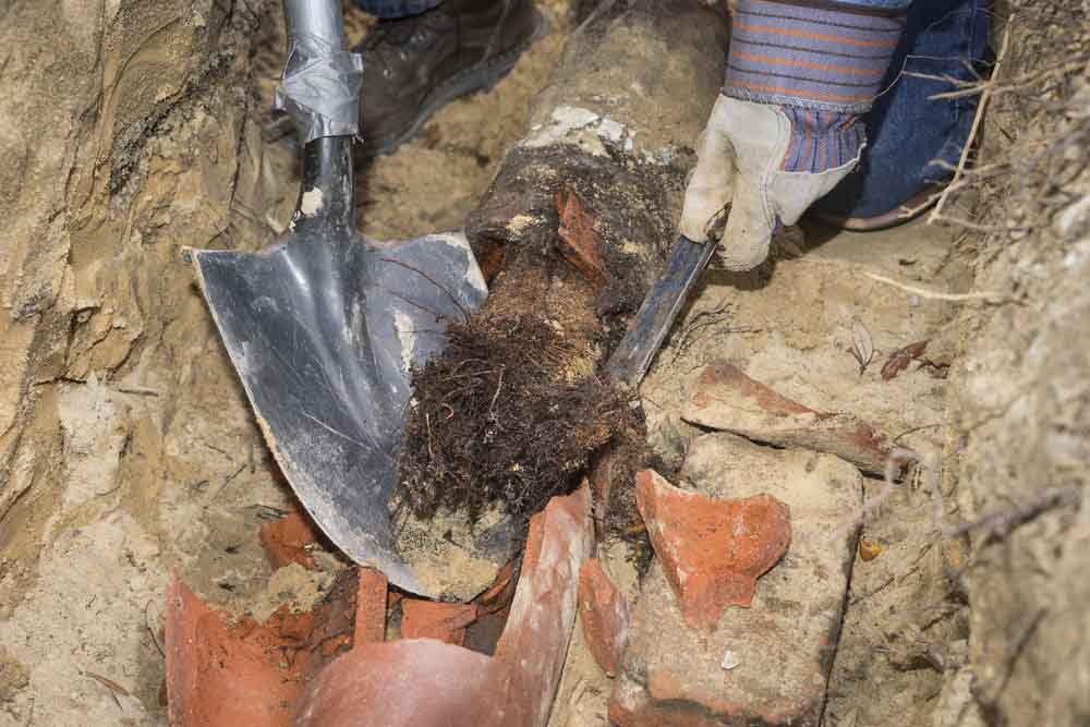 tree roots in sewer line