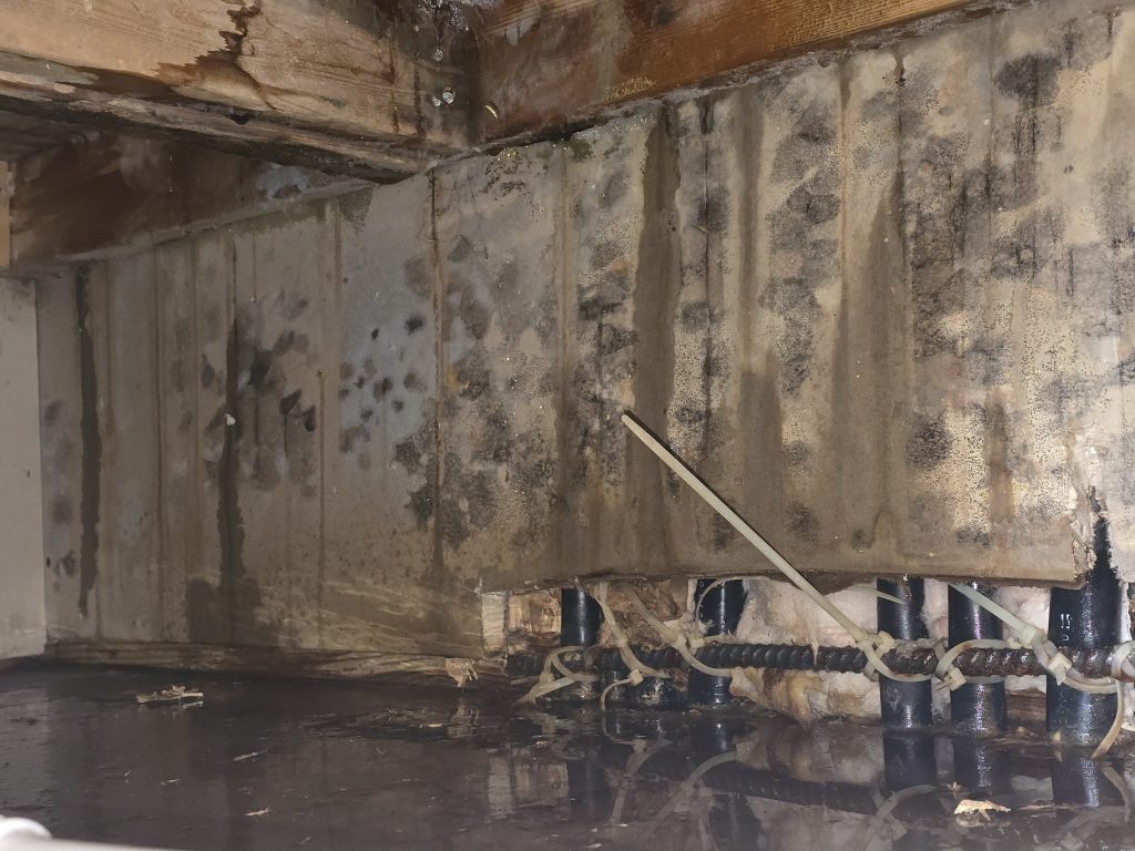 mold in a basement